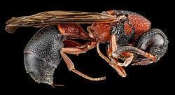Leptochilus (wasp) httpsuploadwikimediaorgwikipediacommonsthu