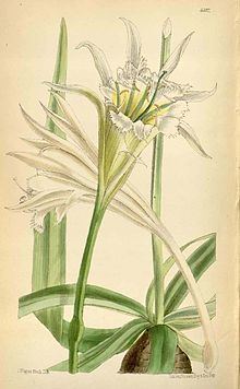 Leptochiton (plant) httpsuploadwikimediaorgwikipediacommonsthu