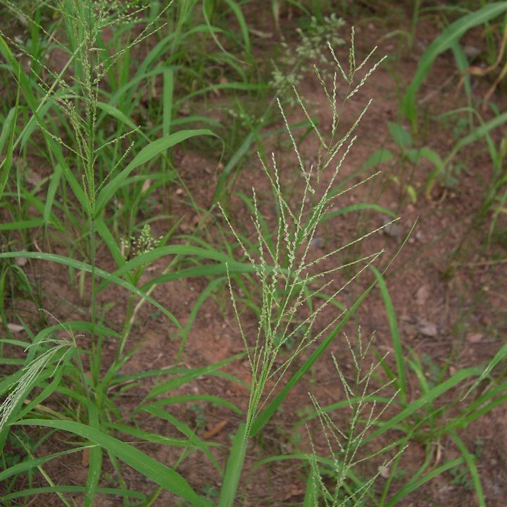 Leptochloa SEINet Arizona Chapter Leptochloa panicea subsp brachiata