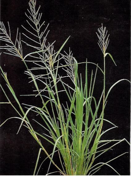 Leptochloa chinensis Weed management in organic basmati rice agropedia