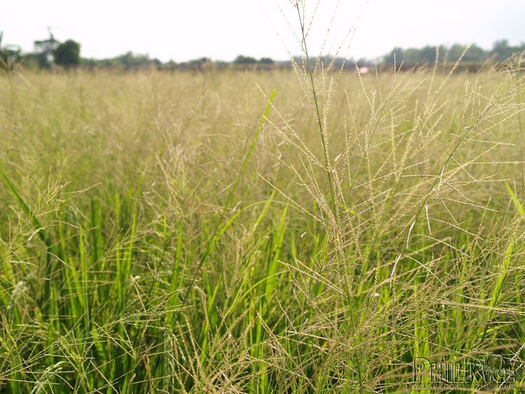 Leptochloa chinensis Leptochloa chinensis L 2 Rice Photos Flickr