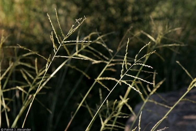 Leptochloa dubia Large image for Leptochloa dubia green sprangletop USDA PLANTS