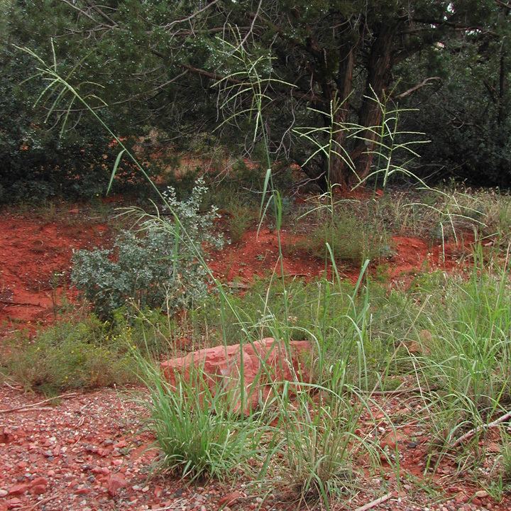 Leptochloa dubia SEINet Arizona Chapter Disakisperma dubium