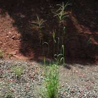 Leptochloa dubia hasbrouckasueduimglibseinetPoaceaephotosLep