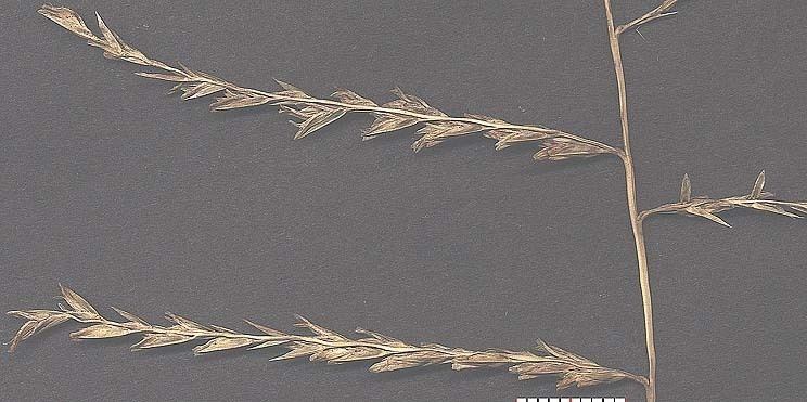 Leptochloa dubia Leptochloa dubia