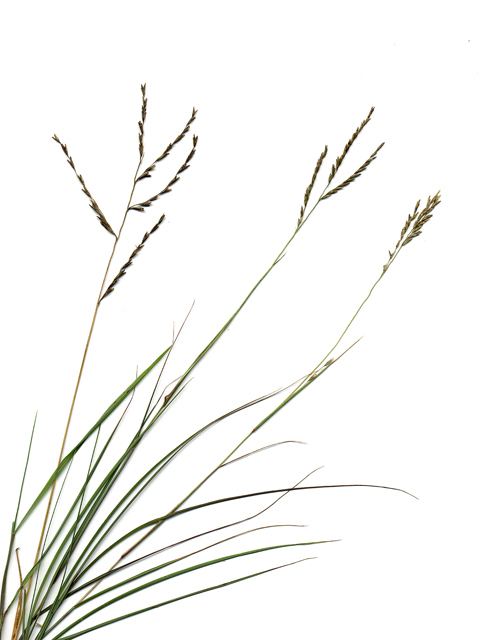 Leptochloa dubia - Alchetron, The Free Social Encyclopedia