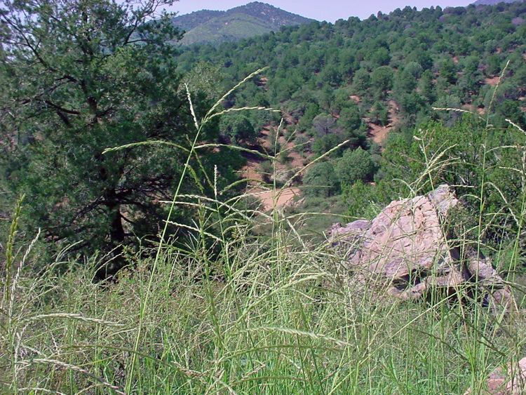 Leptochloa dubia Vascular Plants of the Gila Wilderness Leptochloa dubia