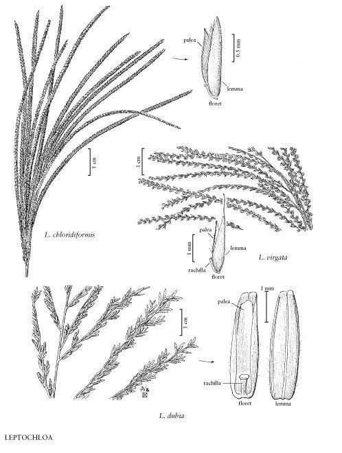 Leptochloa dubia Green Sprangletop Leptochloa dubia