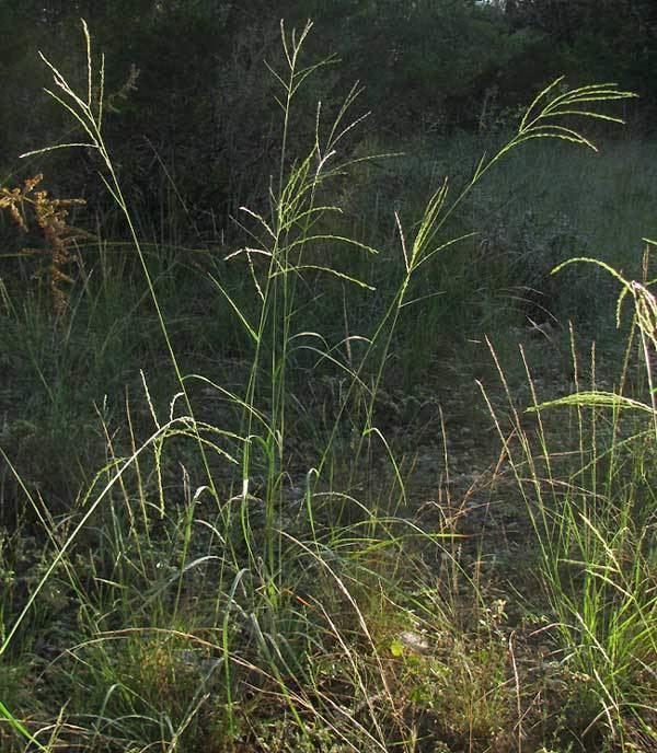 Leptochloa dubia Green Sprangletop LEPTOCHLOA DUBIA