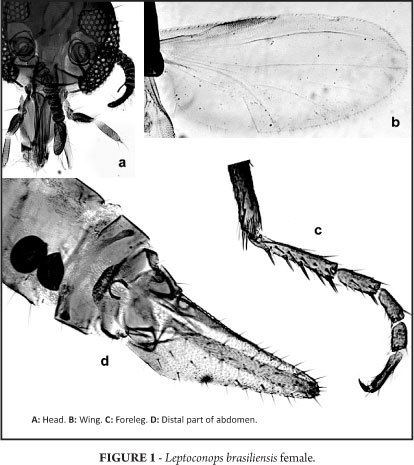 Leptoconops First occurrence of the human biting midge Leptoconops brasiliensis