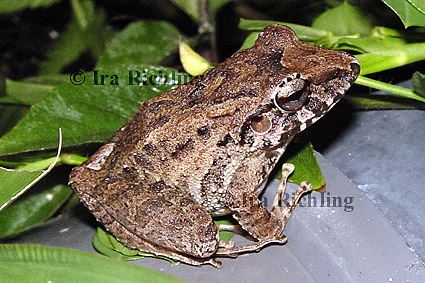 Leptodactylidae Costa Rica Amphibia Leptodactylidae Leptodactylid Frogs photographs