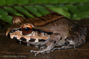 Leptodactylidae AmphibiaWeb Leptodactylidae