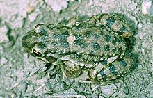 Leptodactylus bufonius httpsuploadwikimediaorgwikipediacommonsthu