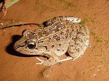 Leptodactylus chaquensis httpsuploadwikimediaorgwikipediacommonsthu