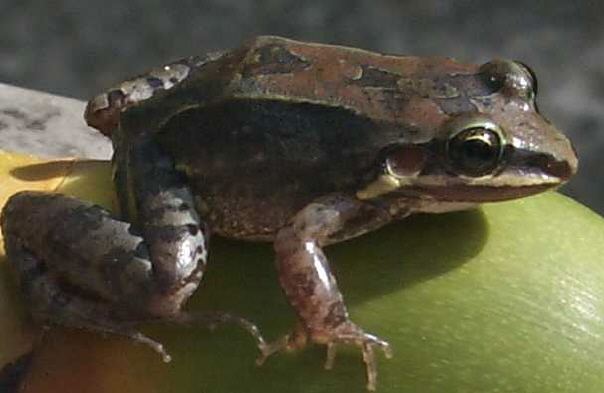 Leptodactylus