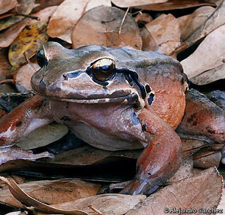 Leptodactylus fallax Leptodactylus fallax Giant Ditch Frog Mountain Chicken