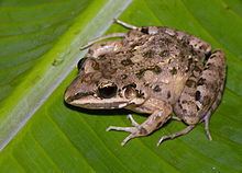 Leptodactylus fragilis httpsuploadwikimediaorgwikipediacommonsthu