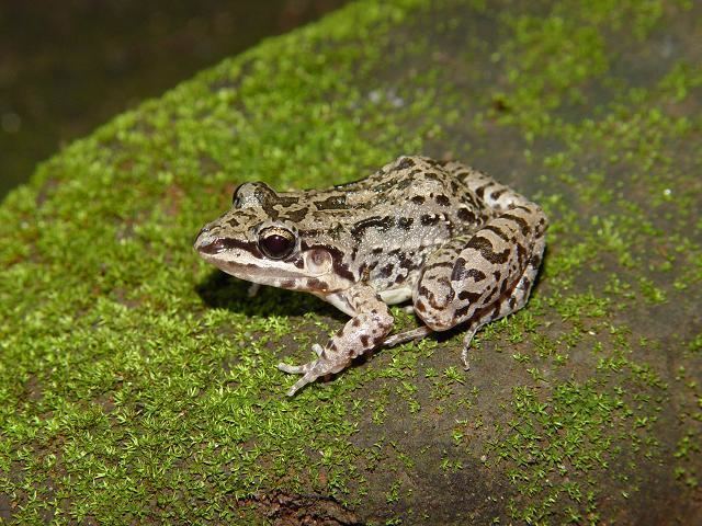 Leptodactylus fragilis CalPhotos Leptodactylus fragilis Mexican Whitelipped Frog