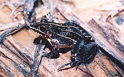 Leptodactylus furnarius httpsuploadwikimediaorgwikipediacommonsthu