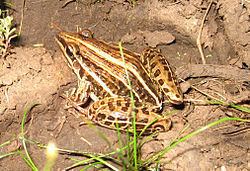 Leptodactylus gracilis httpsuploadwikimediaorgwikipediacommonsthu