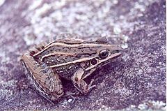 Leptodactylus jolyi httpsuploadwikimediaorgwikipediacommonsthu