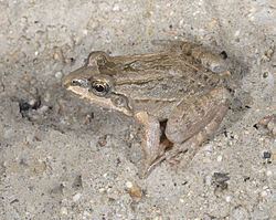 Leptodactylus labrosus httpsuploadwikimediaorgwikipediacommonsthu