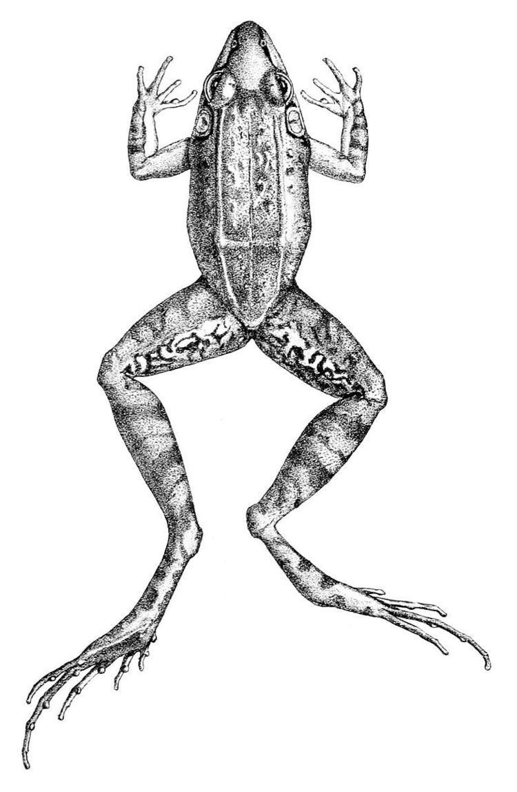 Leptodactylus longirostris