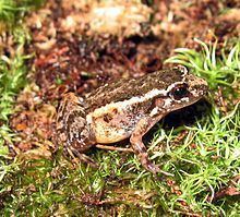Leptodactylus marmoratus httpsuploadwikimediaorgwikipediacommonsthu