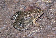 Leptodactylus melanonotus httpsuploadwikimediaorgwikipediacommonsthu