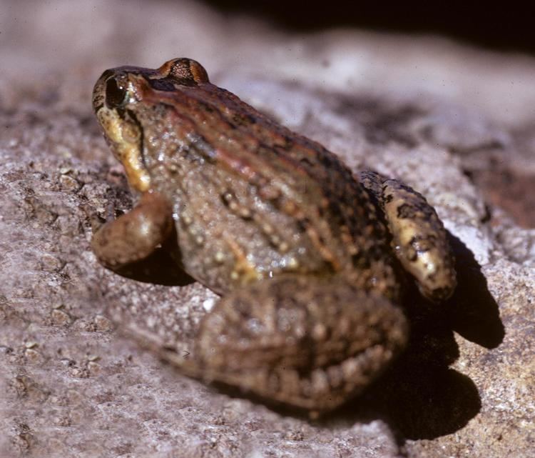 Leptodactylus melanonotus MABA Leptodactylus melanonotus