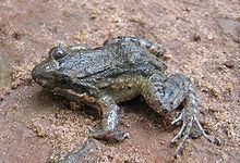 Leptodactylus podicipinus httpsuploadwikimediaorgwikipediacommonsthu