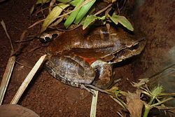 Leptodactylus savagei httpsuploadwikimediaorgwikipediacommonsthu