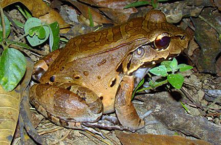 Leptodactylus savagei COSTA RICA HERPS NWI amp Assoc