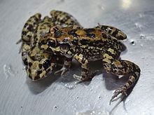 Leptodactylus troglodytes httpsuploadwikimediaorgwikipediacommonsthu
