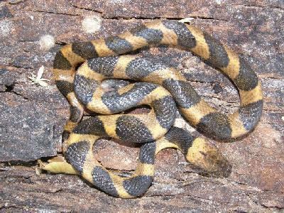 Leptodeira Southwestern Center for Herpetological Research Snakes of the