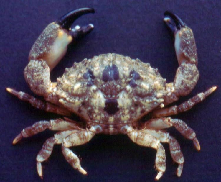 Leptodius Database of Crustacea Decapoda Stomatopoda