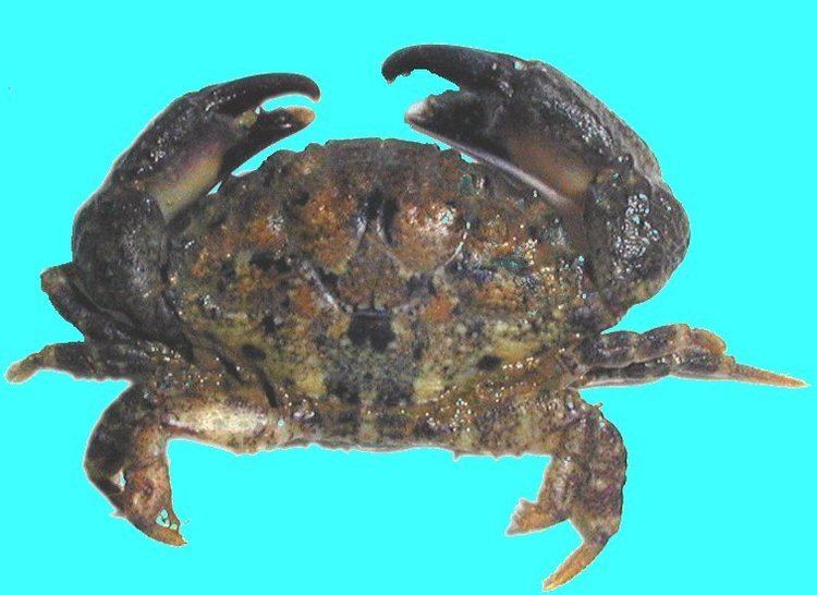 Leptodius Flora and Fauna Marine Flora and Fauna of Ranong Thailand