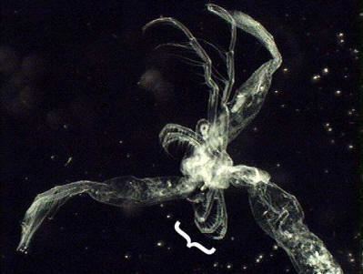 Leptodora Zooplankton of the Great Lakes