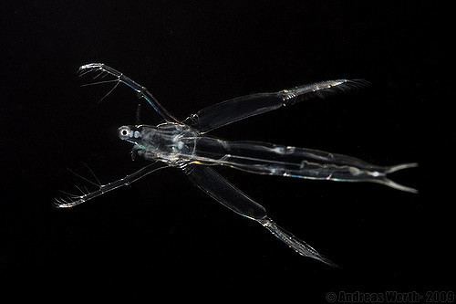 Leptodora Glaskrebschen Leptodora kindtii 20090901011477 Andreas Werth