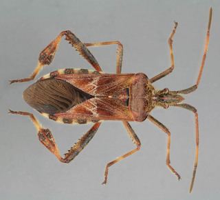 Leptoglossus Leptoglossus occidentalis Western coniferseed bug Discover Life