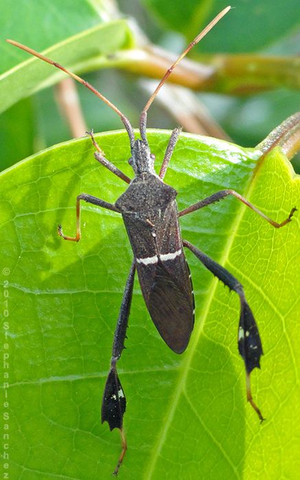 Leptoglossus phyllopus Leptoglossus phyllopus Leaf footed bugs