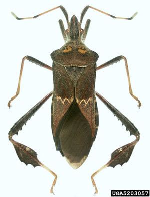 Leptoglossus zonatus western leaffooted bug Leptoglossus zonatus Dallas