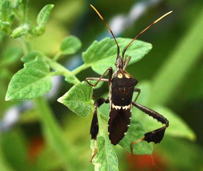 Leptoglossus zonatus Leaf Footed Bug What39s That Bug