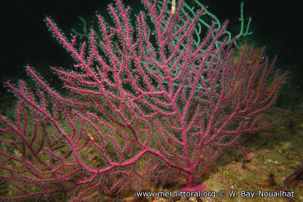 Leptogorgia European Marine Life Photo of Leptogorgia lusitanica