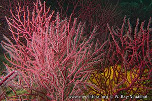 Leptogorgia Mer et littoral Leptogorgia lusitanica Gorgone mauve de Galice