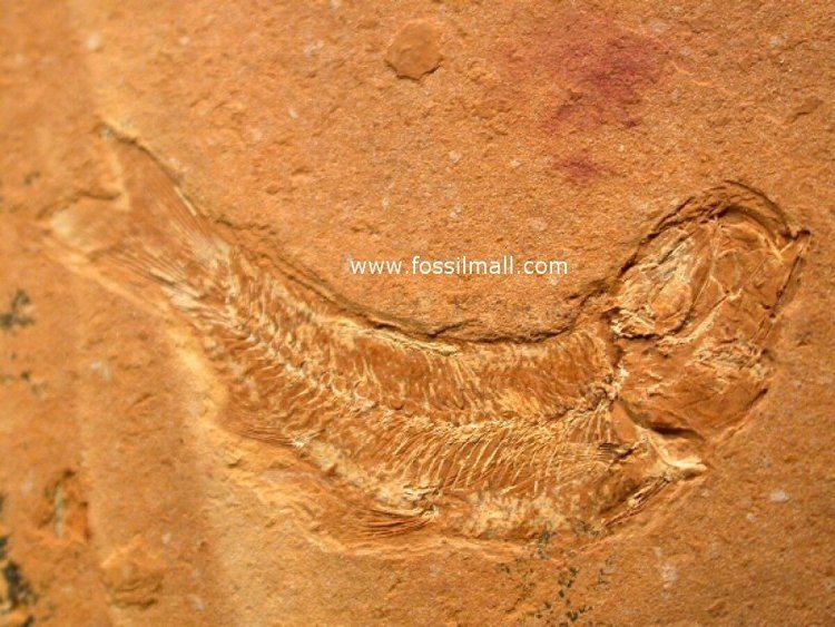 Leptolepis Leptolepis talbragarensis Fish Fossils