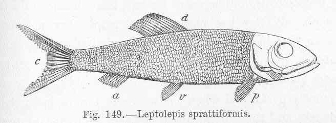 Leptolepis FileFMIB 47065 Leptolepis sprattiformisjpeg Wikimedia Commons
