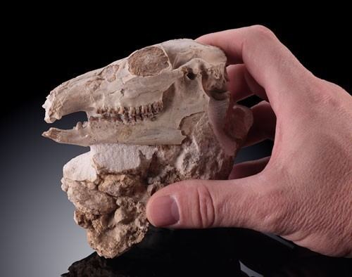 Leptomeryx Leptomeryx skull Skulls Teeth amp Jawbones Fossils All Shop