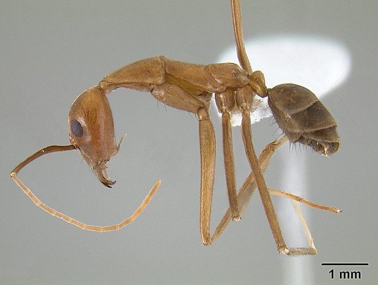 Leptomyrmex puberulus