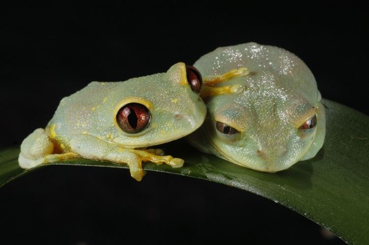 Leptopelis Leptopelis uluguruensis Leptopelis uluguruensis frog PHOTOGALLERY
